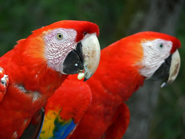 Szivárvány színű parrotts — Stock Fotó