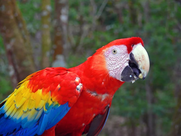 Szivárvány színek parrott — Stock Fotó