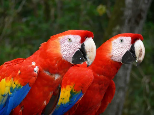 对夫妇的彩虹 parrotts — 图库照片