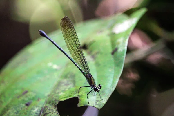 Jungle dragonfly på nära håll — Stockfoto