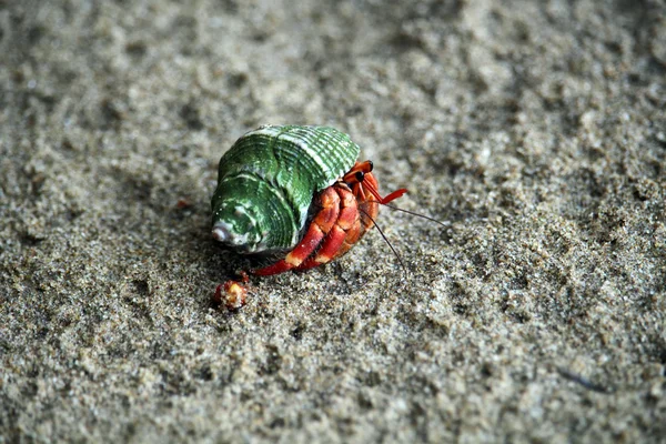 Caranguejo eremita em Bornéu — Fotografia de Stock