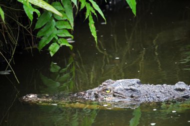 Bir nehir tehlikeli timsah