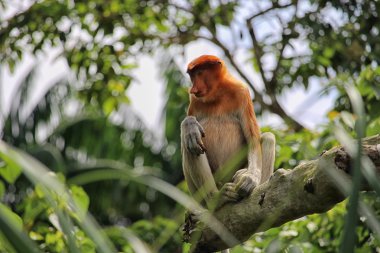 Hortum maymun Borneo vahşi