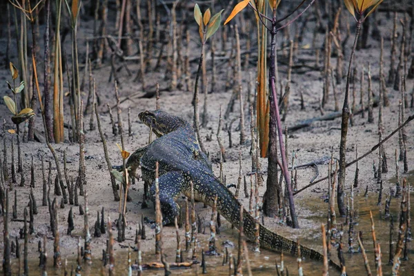 Büyük vahşi kertenkele Borneo