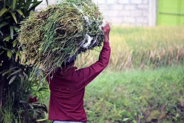 Travailleur de terrain à Bali — Photo