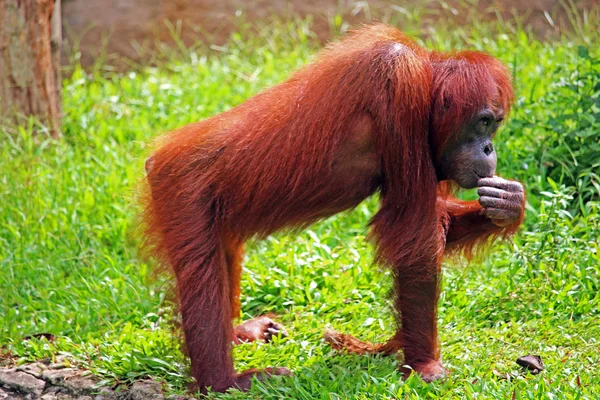 Orangutang Borneo bir muz yeme