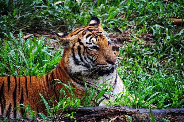 Tiger in Borneo — Stock Photo, Image