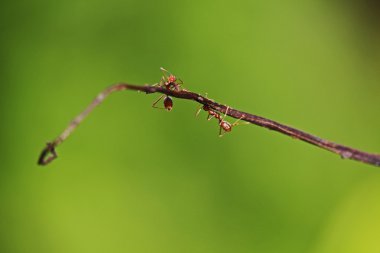 Karıncalar vahşi ormanda