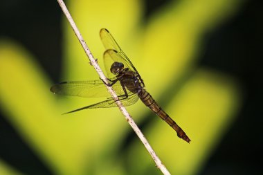 yusufçuk yakın çekim