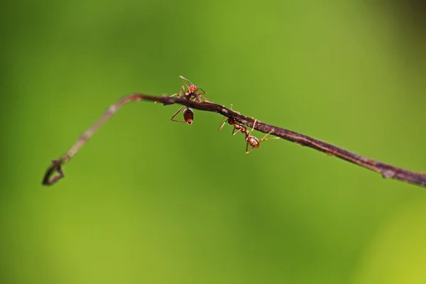 Ants in the wild forest — Stock Photo, Image