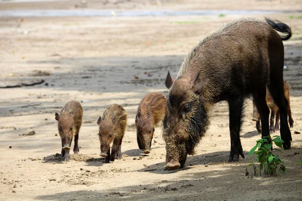 Familia de cerdos barbudos — Foto de Stock