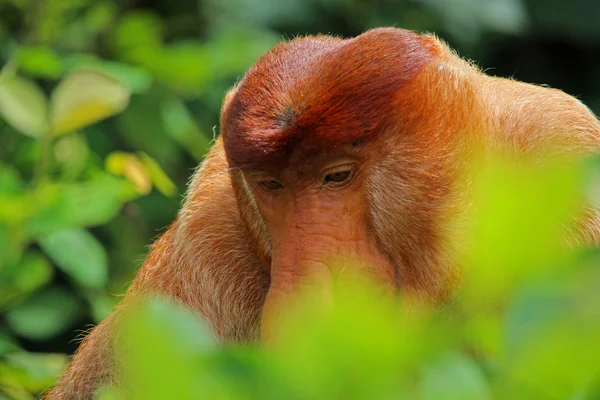 Proboscis monkey closeup — Stock fotografie