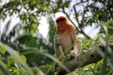 Hortum maymun vahşi