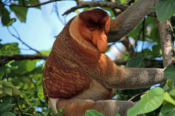 Proboscis monkey in Borneo jungle — Stock Photo, Image