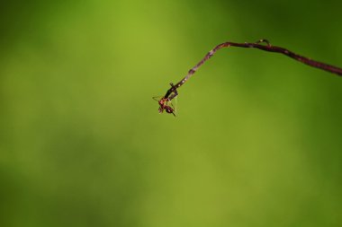 Vahşi karınca Borneo