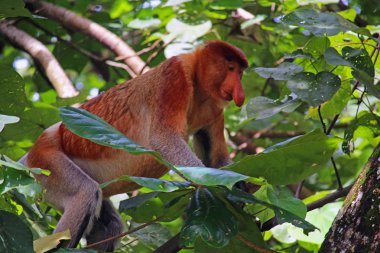 Hortum maymun Borneo