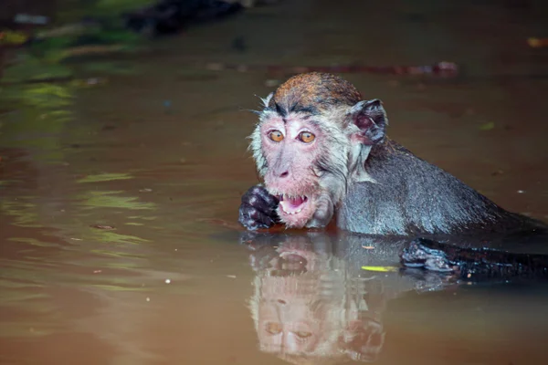 Wet macaque monkey Borneo — Stock Photo, Image