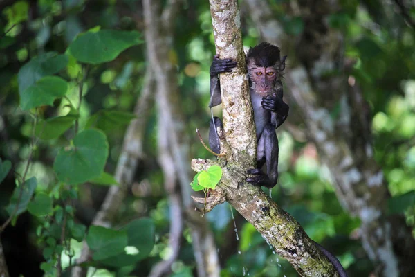 Singe macaque humide à Bornéo sauvage — Photo