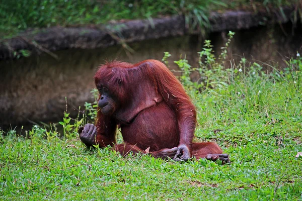 Старший орангутанг Борнео — стоковое фото