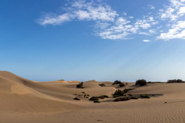 İspanya 'nın Gran Kanarya Adası' ndaki Maspalomalar 'da Sahra çölünün ortasında bitki örtüsü