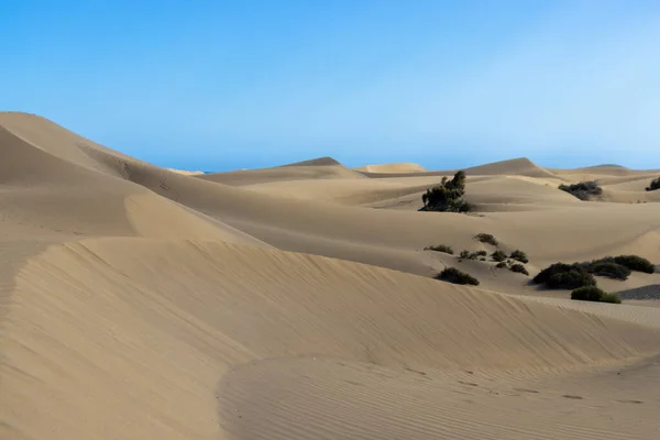 Vegetación Medio Las Dunas Del Desierto Del Sahara Maspalomas Isla — Foto de Stock