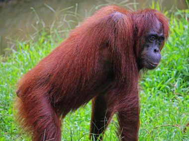 Sabah, Borneo orangutan