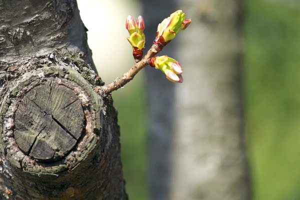 Ağaç, yeni ya da başlangıç veya başlangıç kavramı büyüyen filiz — Stok fotoğraf
