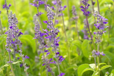 Lavanta çiçeği sığ odak arka plan bulanıklık.