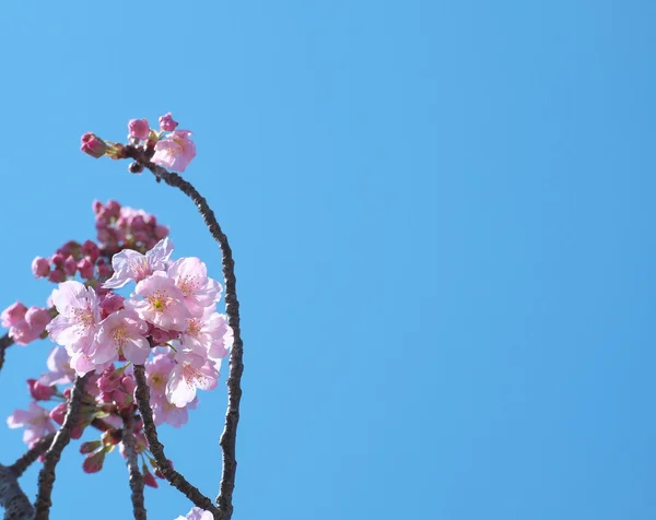 Kiraz çiçeği ağacı veya Sakura çiçek alanı Kopyala.