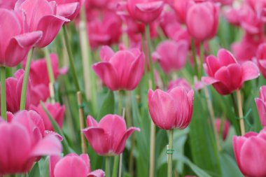 Lale Bahçe arka plan pembe