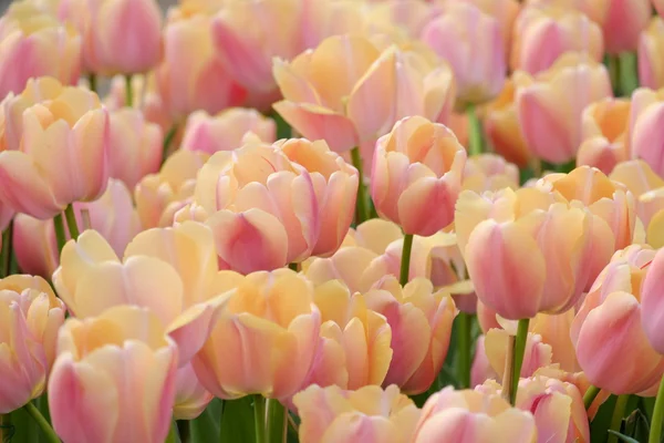 Viele orangefarbene Tulpen Hintergrund — Stockfoto