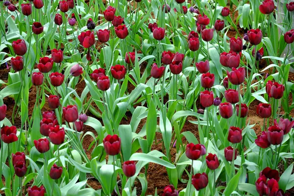 Muitos de tulipas vermelhas fundo — Fotografia de Stock