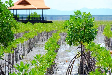 Mangrove trees are grown in mangroves clipart