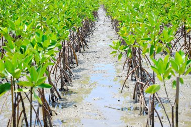 Mangrov ağaçlar mangroves içinde yetişir