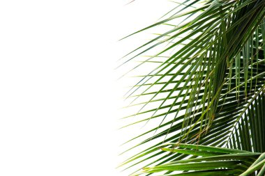 Palmiye ağacı yaprakları beyaz arka plan üzerinde. kopya alanı