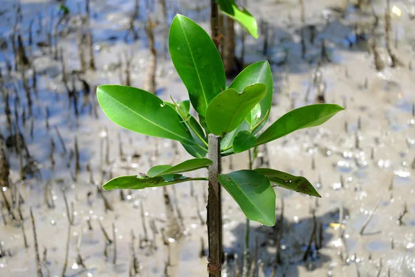 Mangrov ağaçlar mangroves içinde yetişir