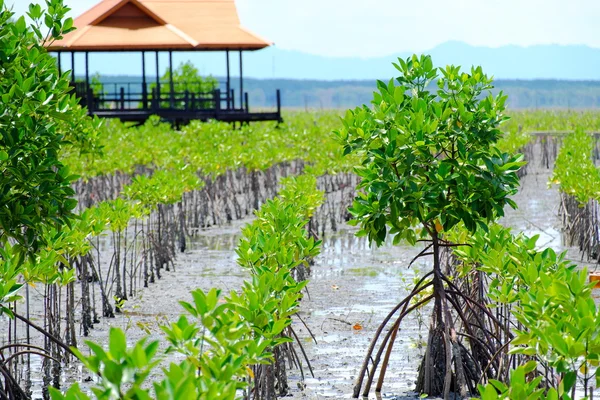 Mangrov ağaçlar mangroves içinde yetişir