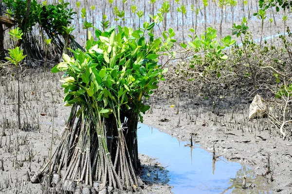 Espere para plantar mudas de manguezal . Fotografia De Stock