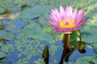 Nilüfer, doğada lotus