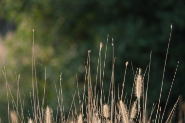 gün batımı, yumuşak odak sırasında çim alan.