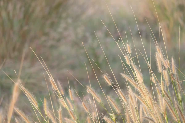 Поле травы во время заката, мягкий фокус . — стоковое фото