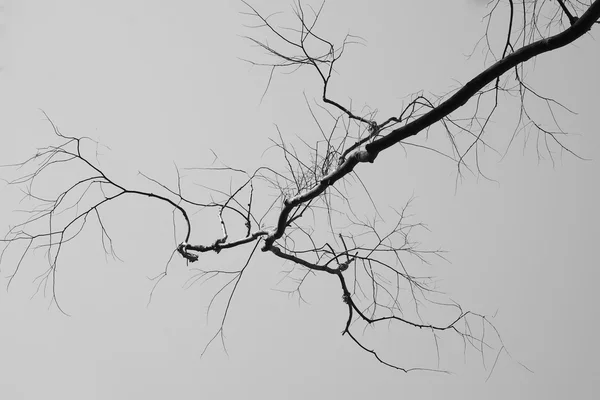 黒と白の枯れ木 — ストック写真