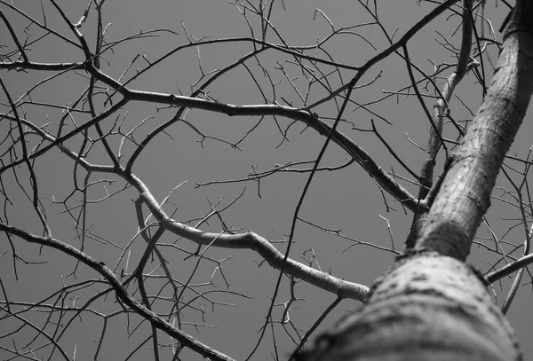 Dode boom zwart-wit — Stockfoto