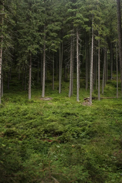 Yeşil ormanın manzarası