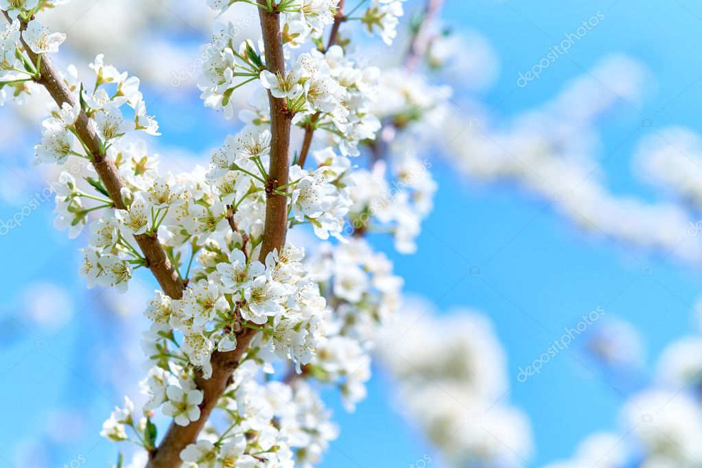 Arbre De Fleur De Printemps Avec Espace Copie Photographie