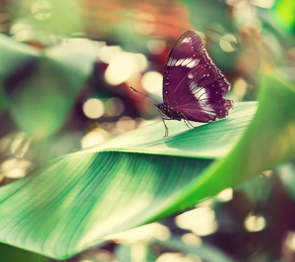 Schmetterling hockt auf Blatt — Stockfoto