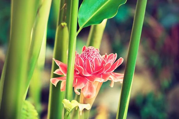 Fiore del Cosmo Rosso — Foto Stock