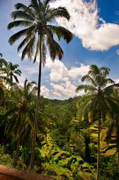 Palm trees over sky — Stock Photo, Image