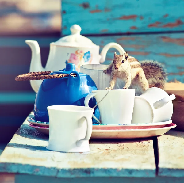 Curious squirrel  on kitchenware — Stock Photo, Image