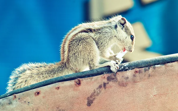 Squirrel wild animal — Stock Photo, Image